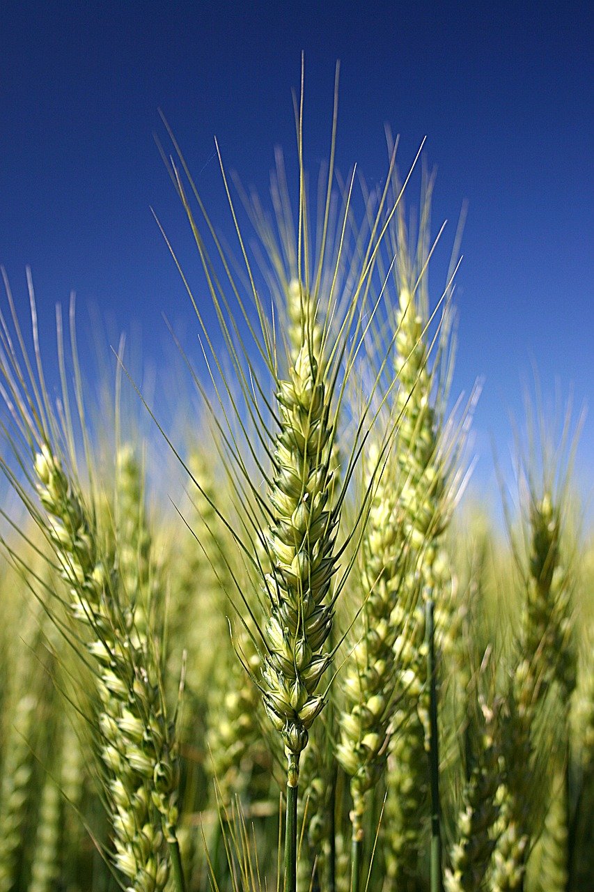 wheat, detail, cereal grains-2043241.jpg